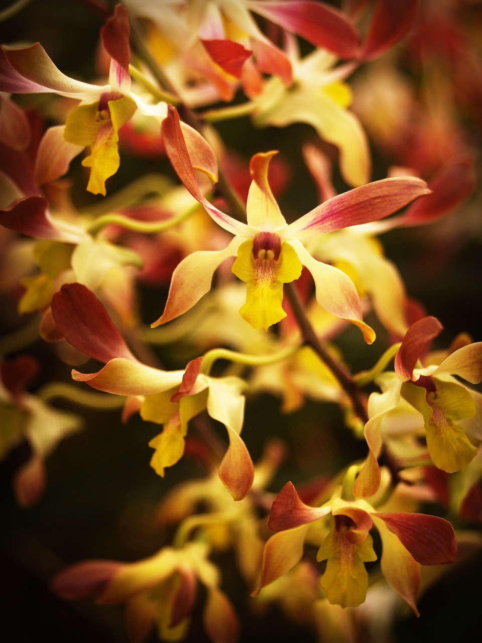 flower orchid tropical free photo