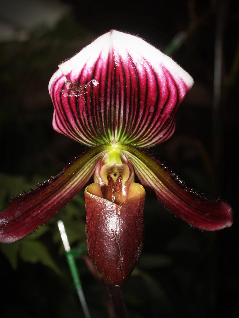 flower orchid tropical free photo