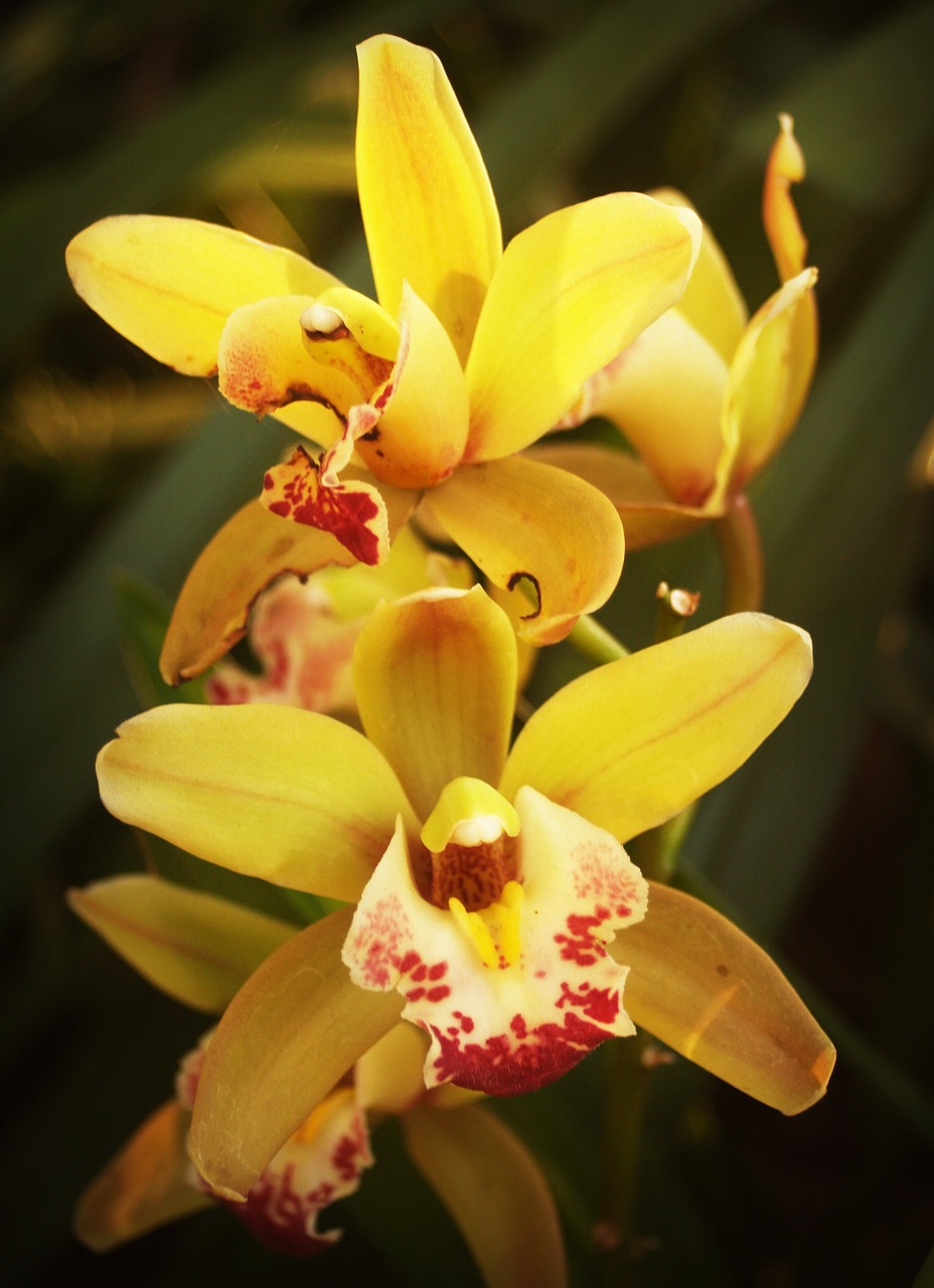 flower orchid tropical free photo