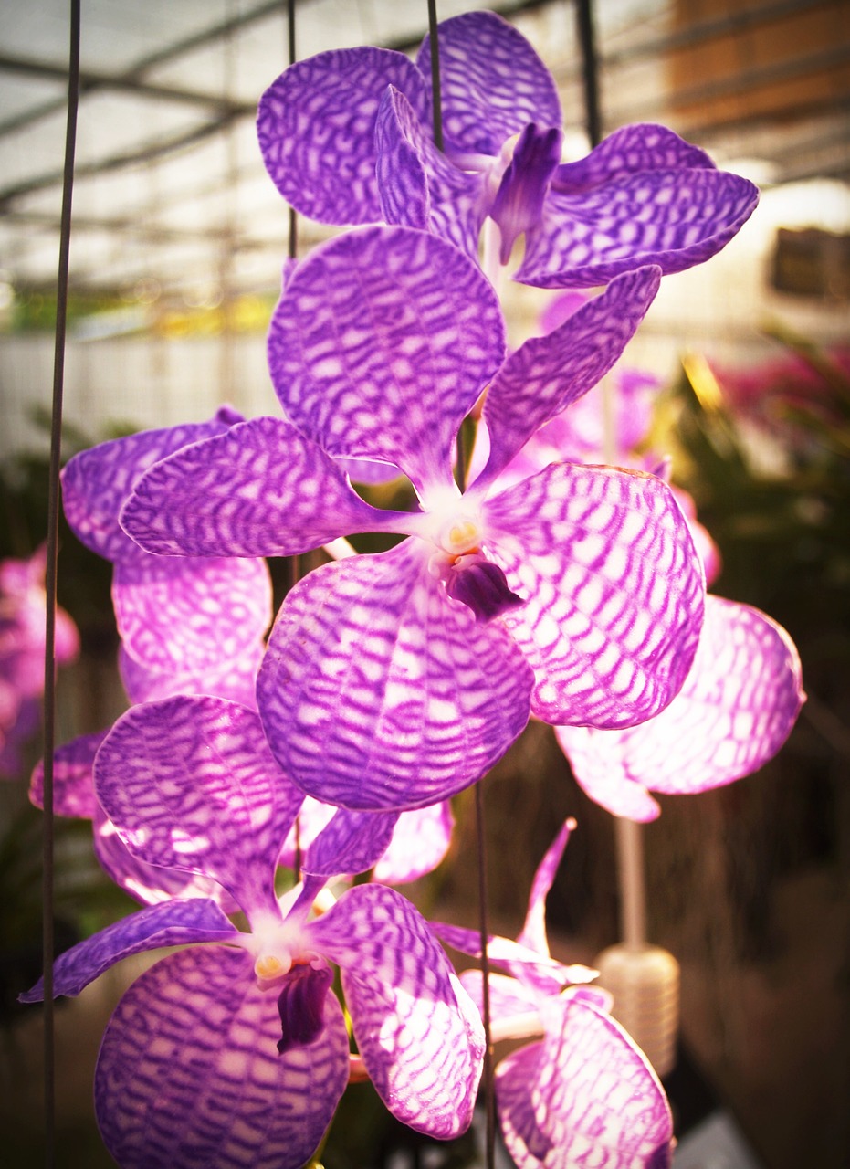 flower orchid tropical free photo