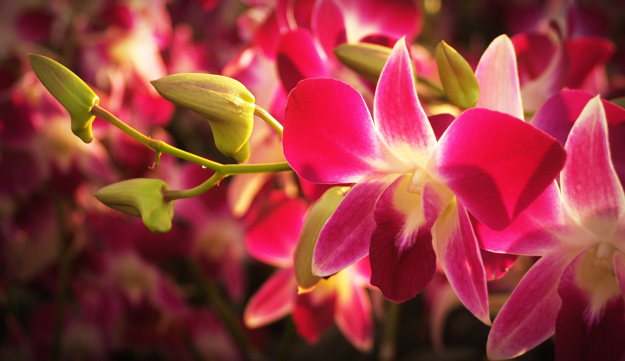 flower orchid tropical free photo