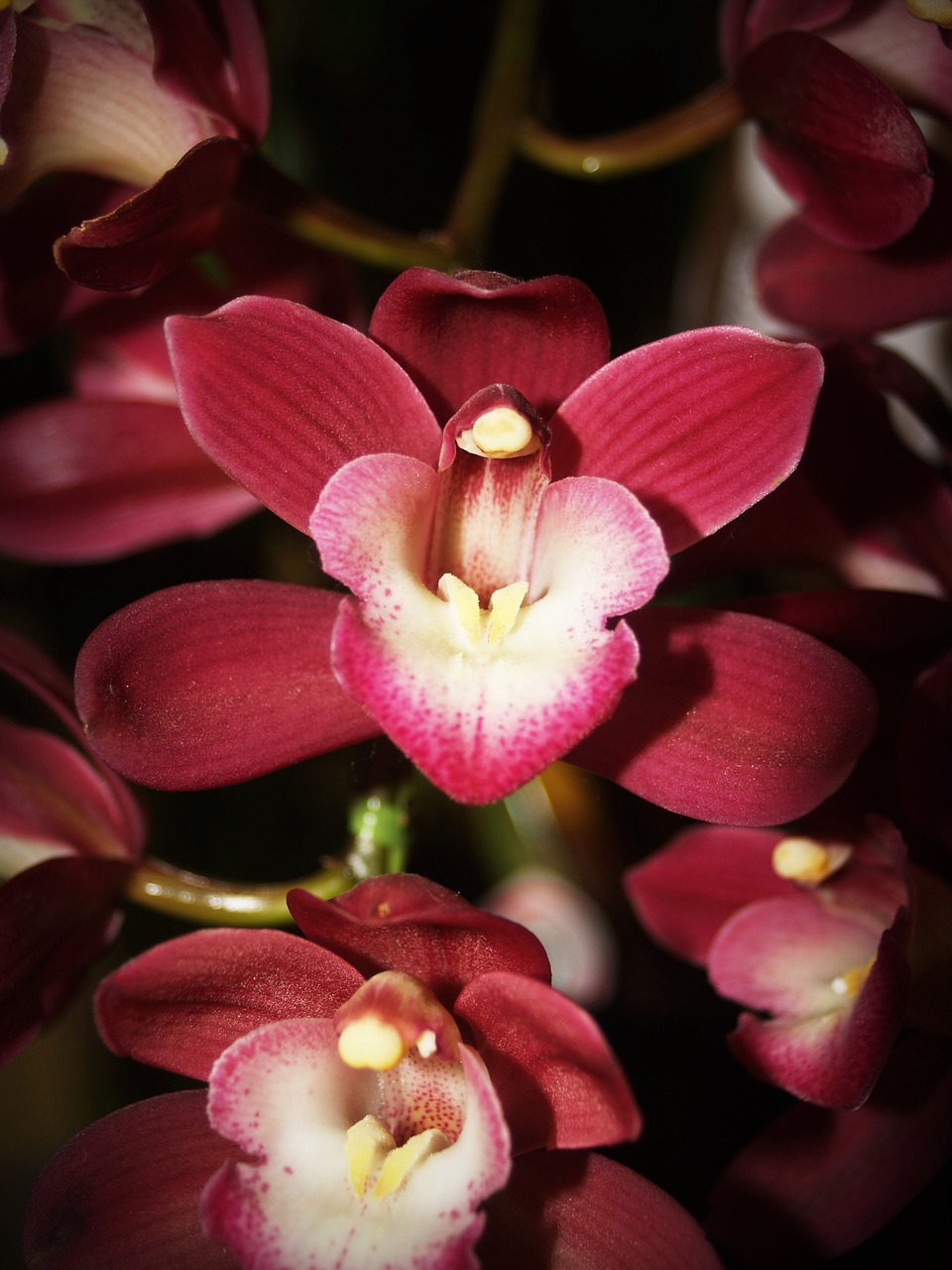 flower orchid tropical free photo