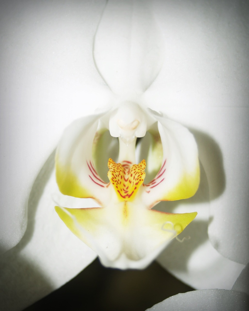 flower orchid tropical free photo