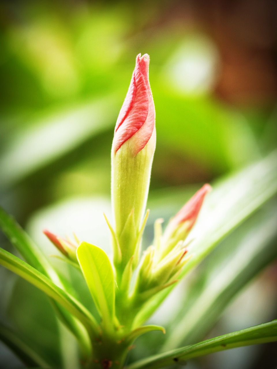 flower closeup tree free photo