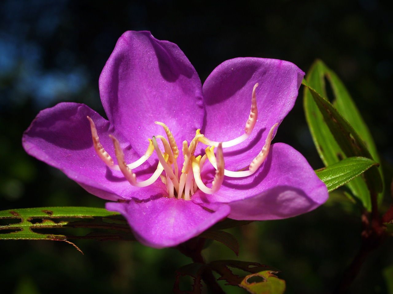 flower blur cosmos free photo