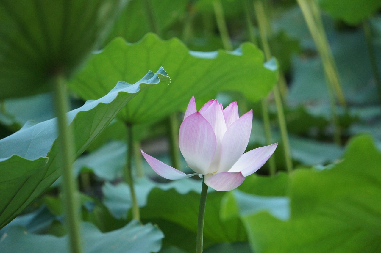 flower lotus natural free photo