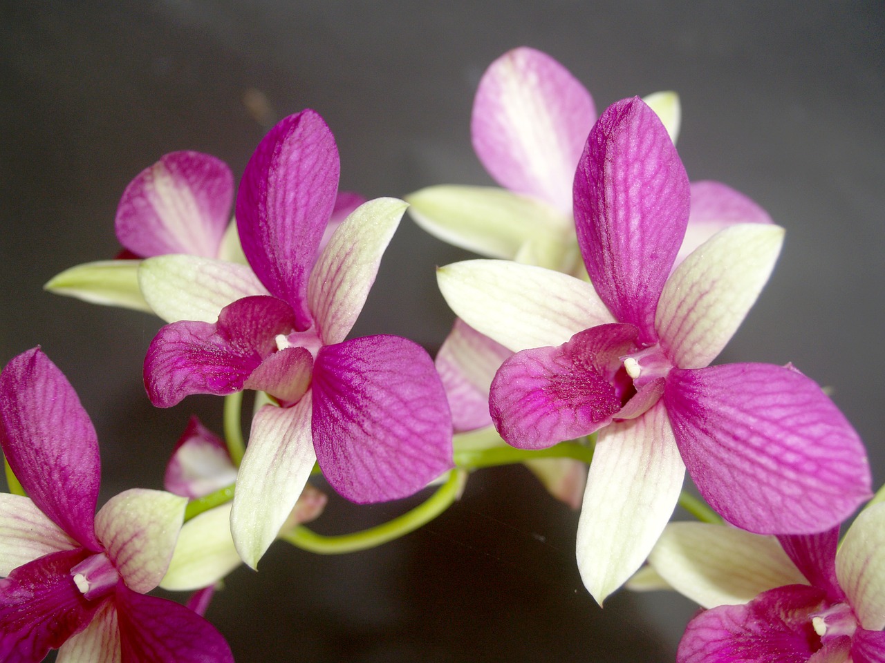 orchid flower tropical free photo