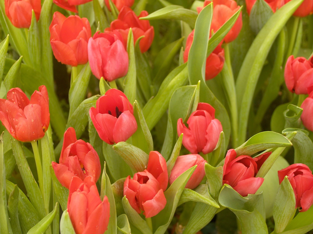 flower tulip holland free photo
