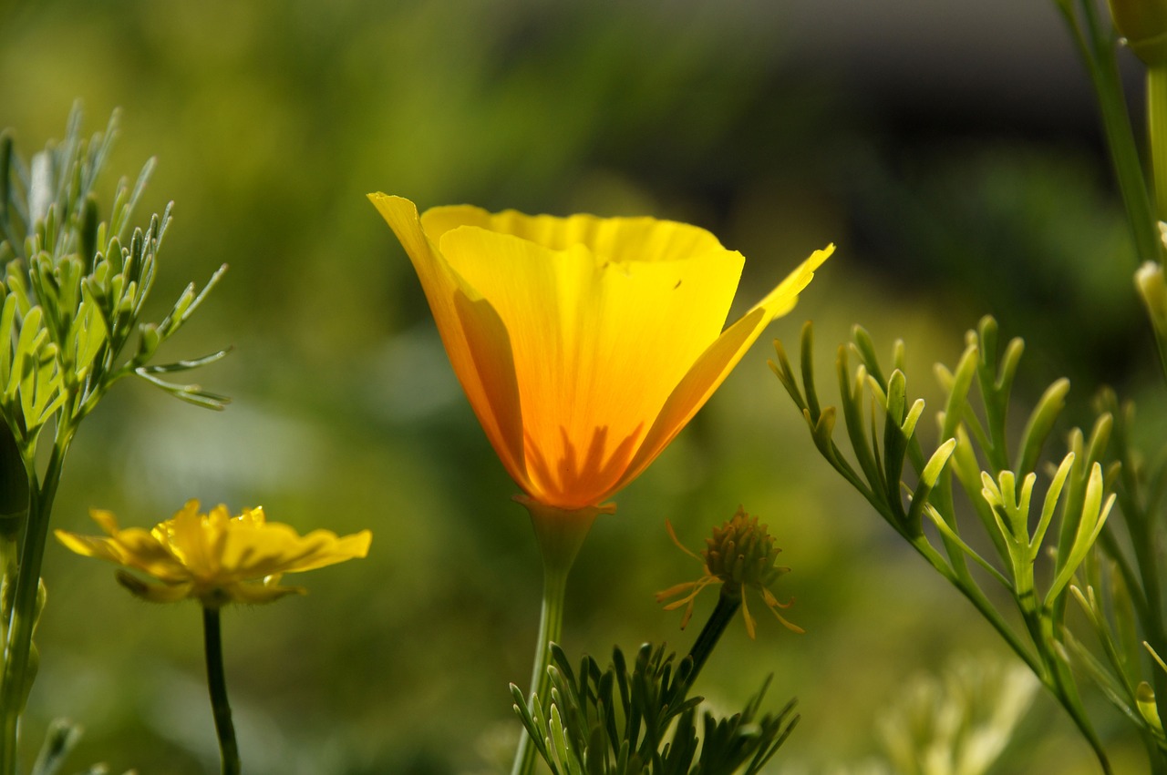 flower garden nature free photo