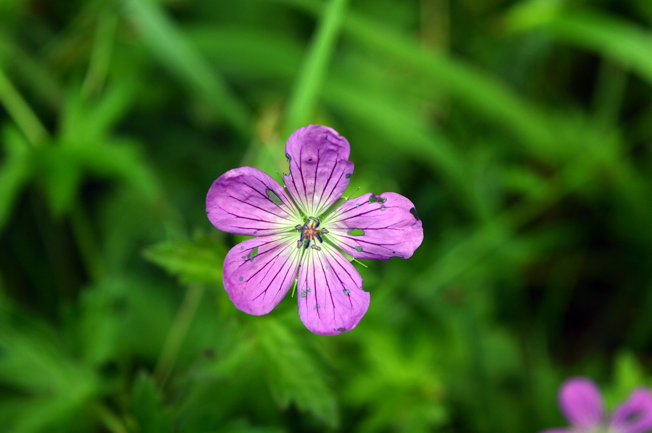 flower violet purple free photo