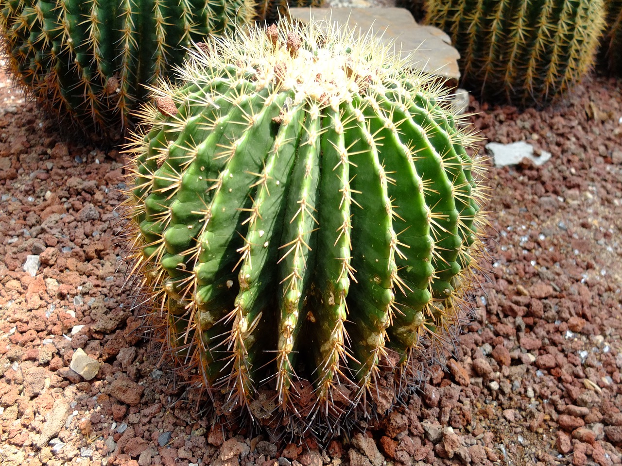 flower wuhan botanical garden still life free photo