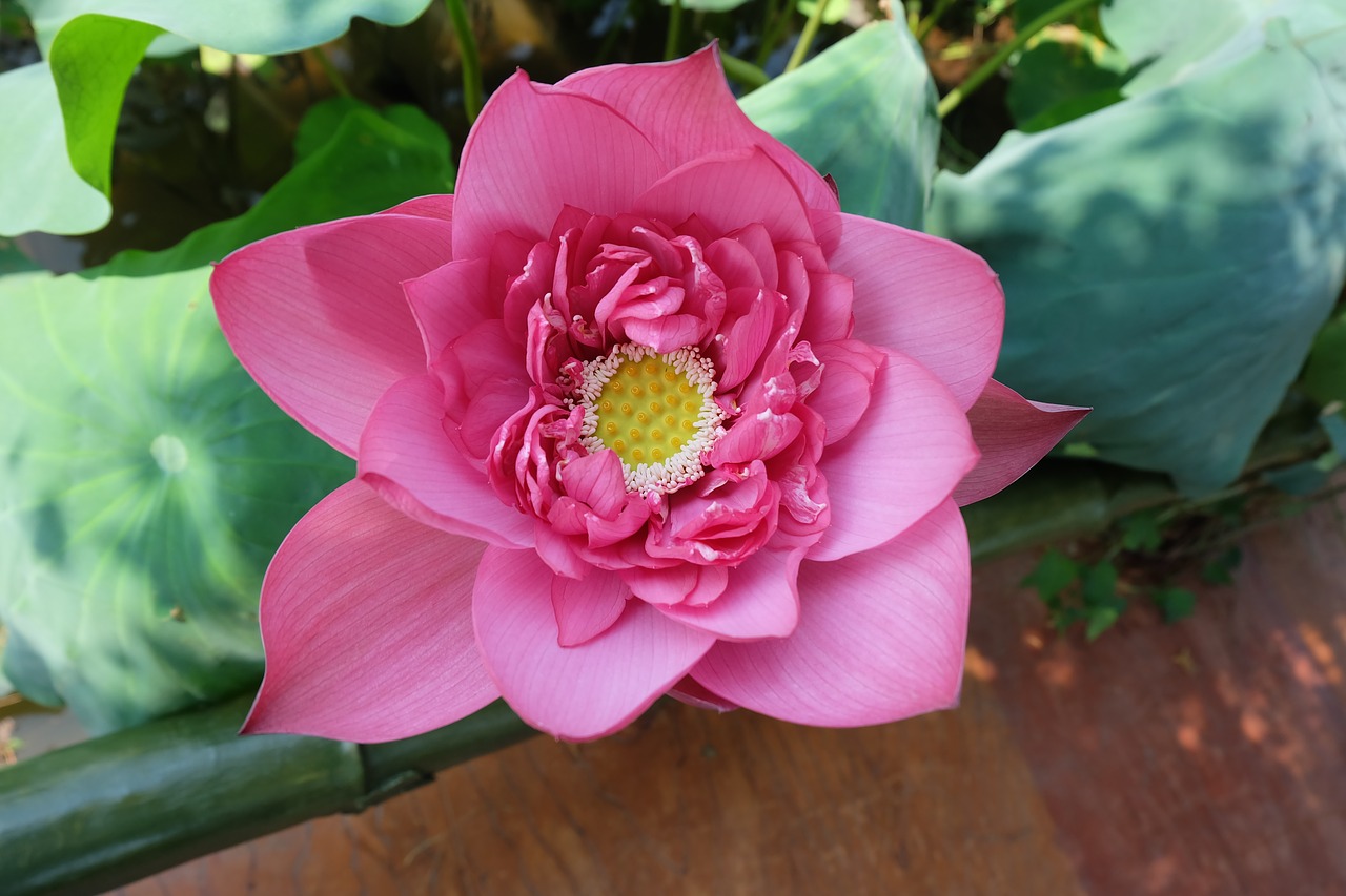 flower lotus pink free photo