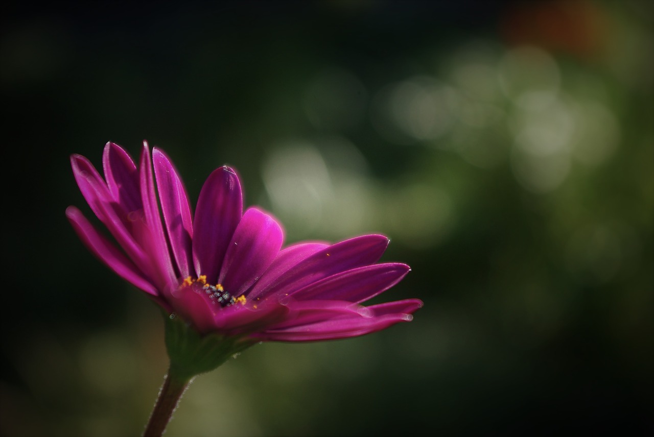 flower plant marguerite free photo