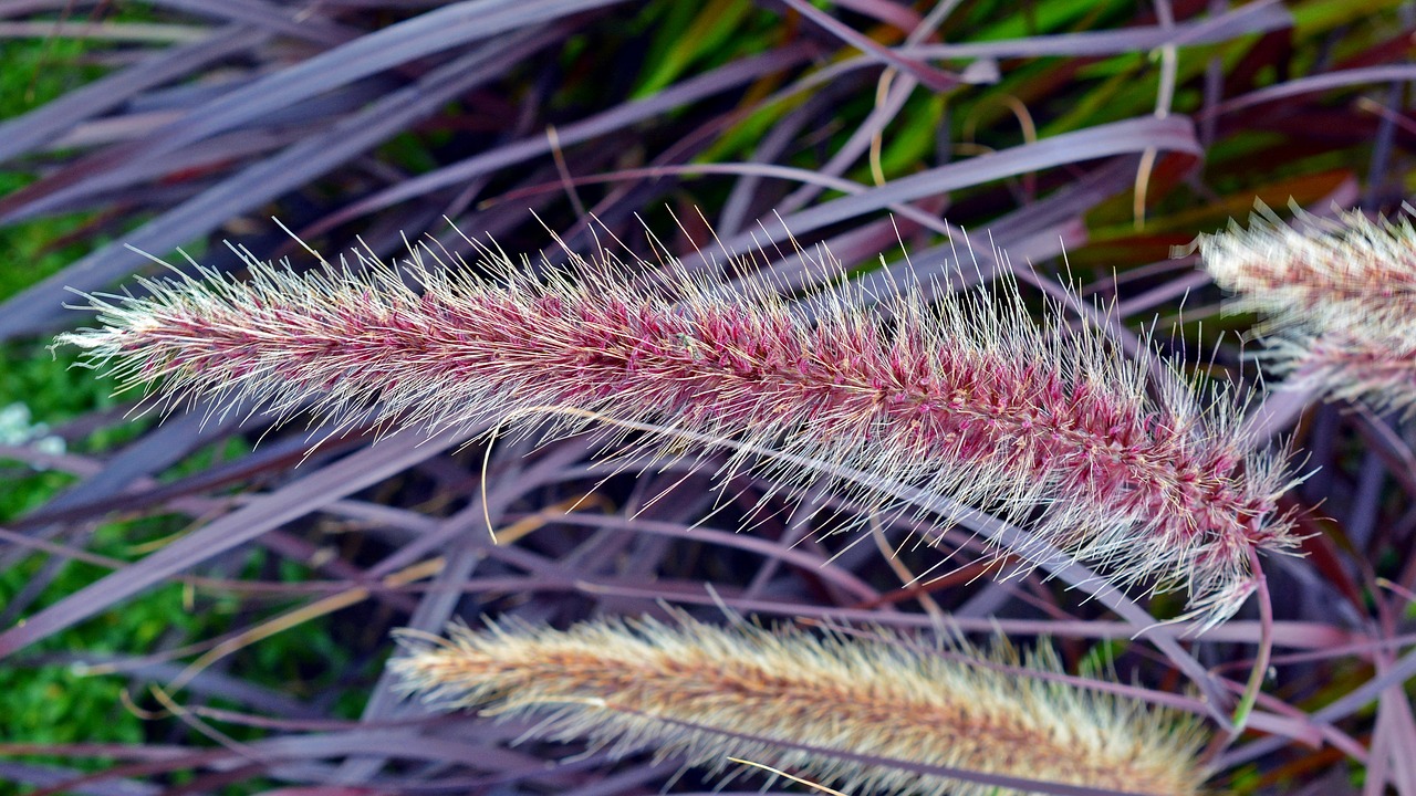 flower plant nature free photo