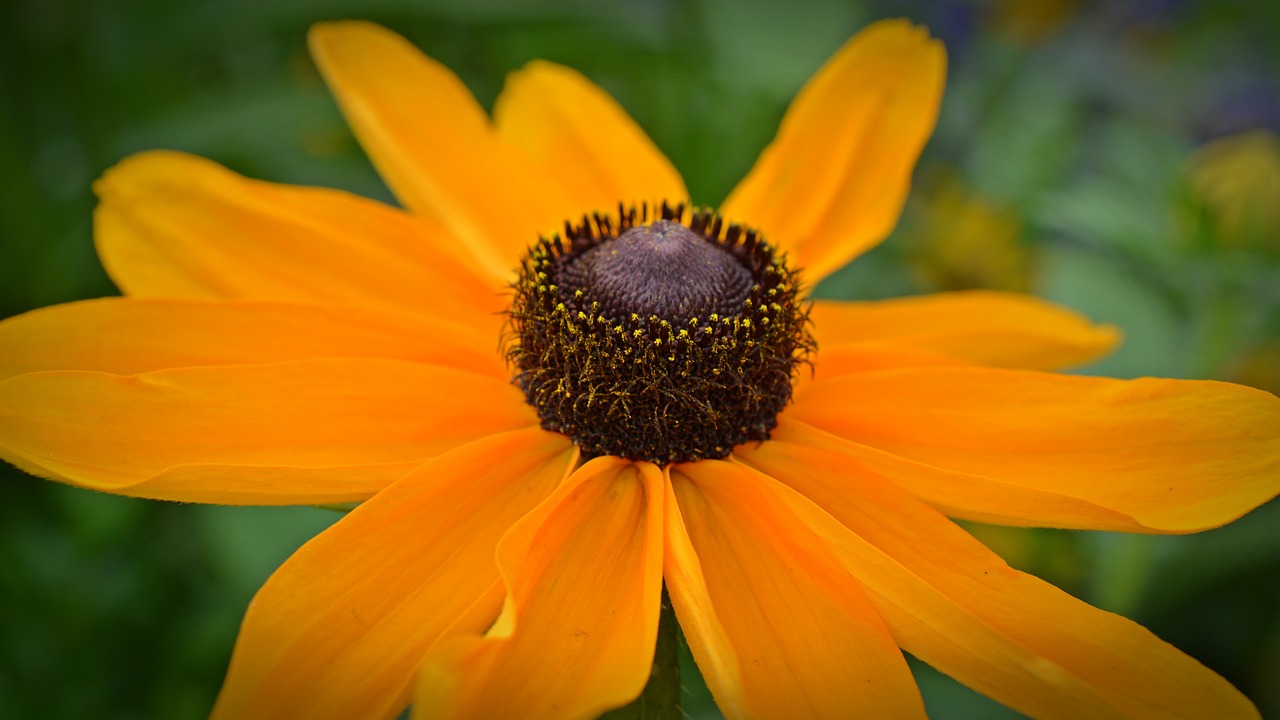 flower blossom bloom free photo