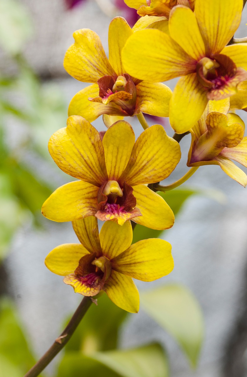 flower yellow orchid free photo