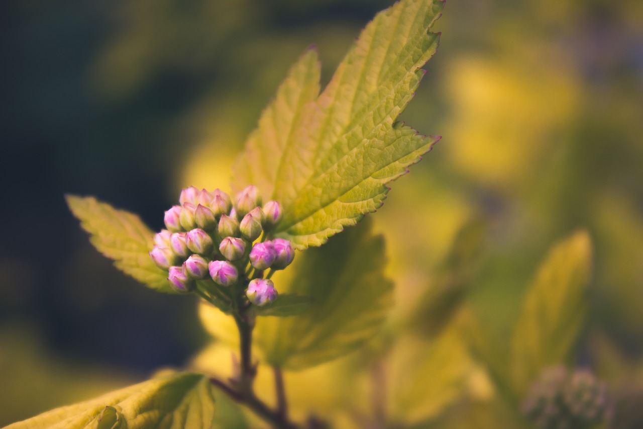 flower blossom bloom free photo