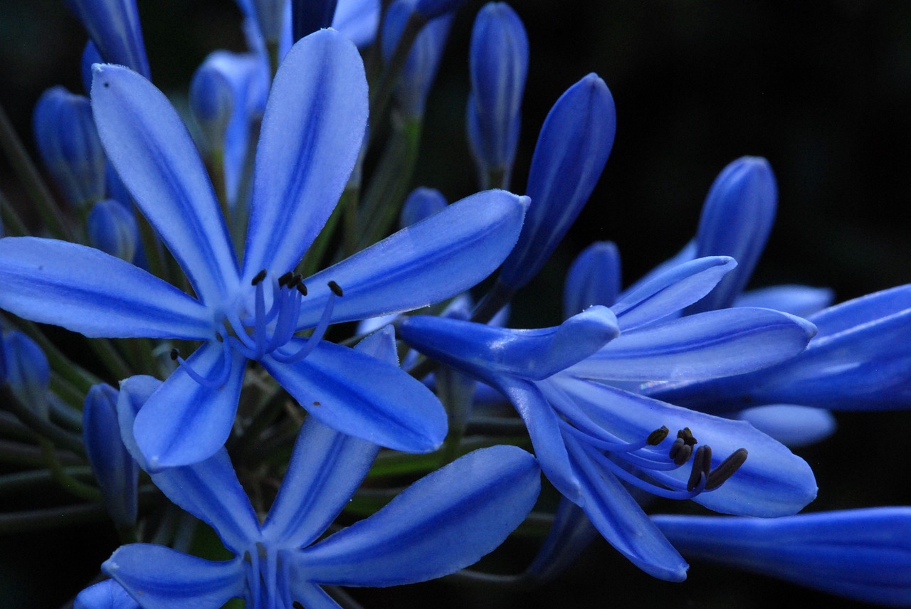 flower blue nature free photo