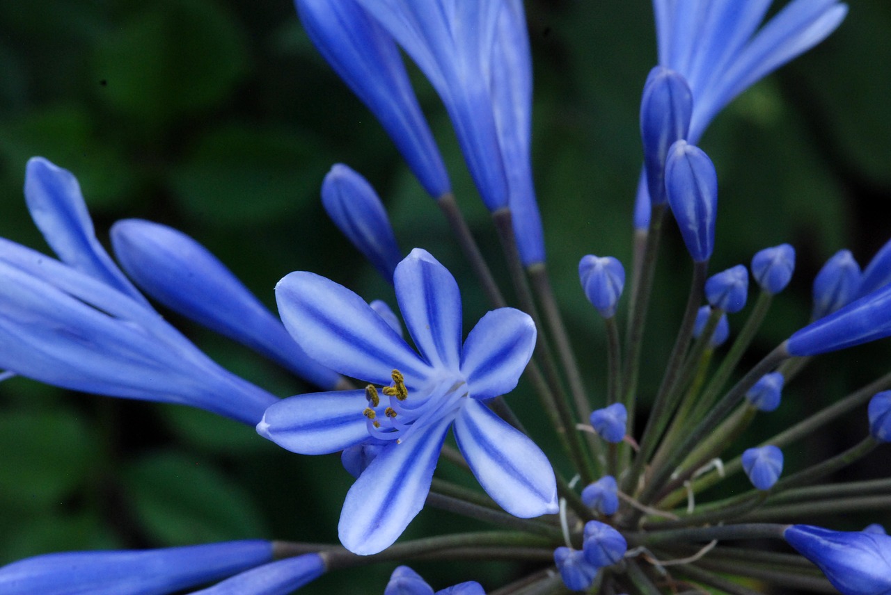 flower blue white free photo