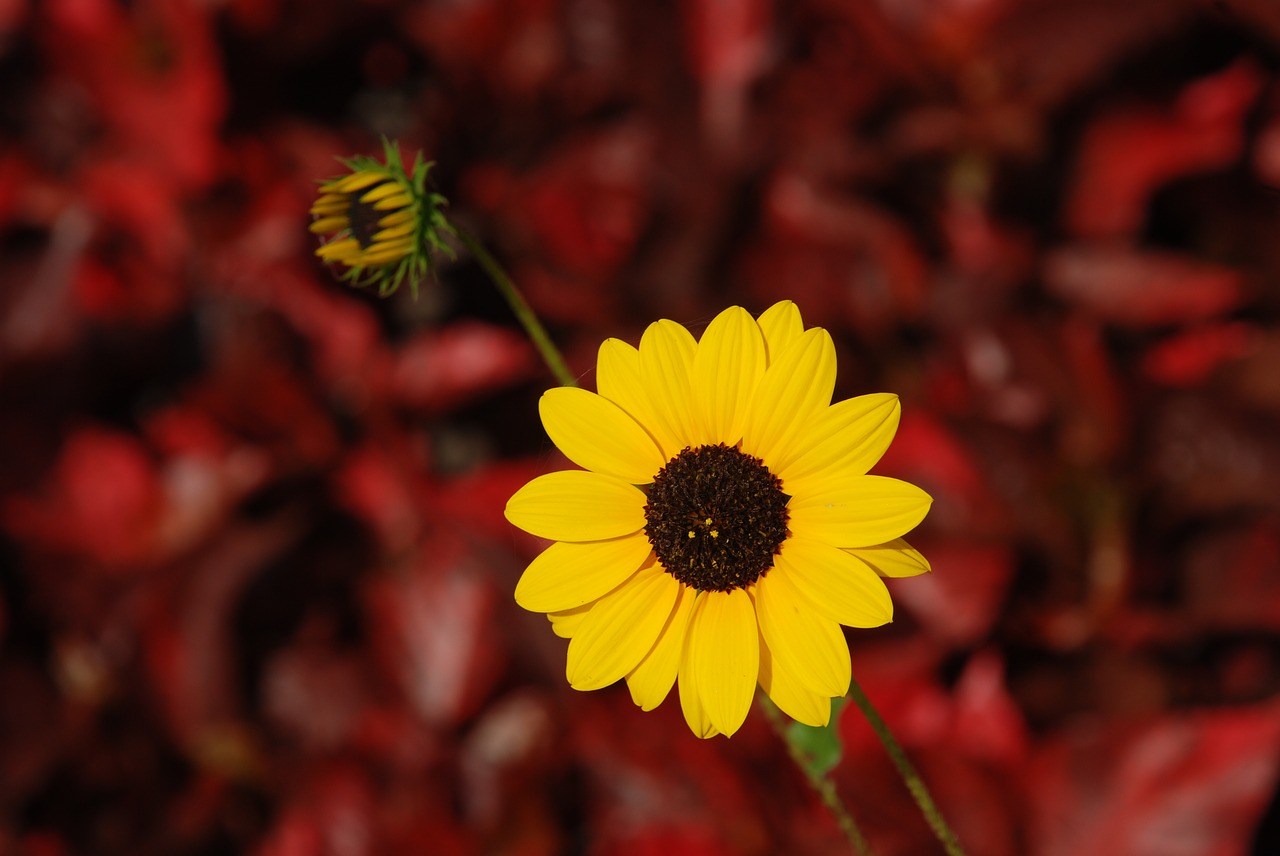 flower yellow flower indian sunflower free photo