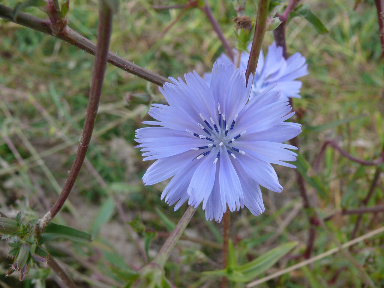 flower nature wild flowers free photo