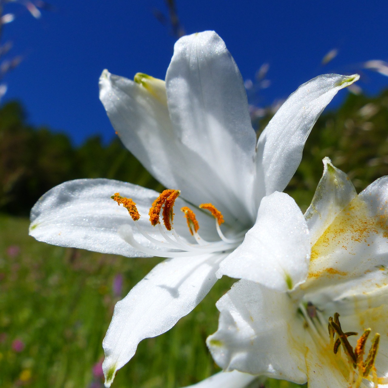 flower macro nature free photo