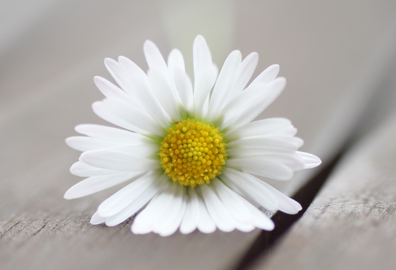 flower daisy garden table free photo