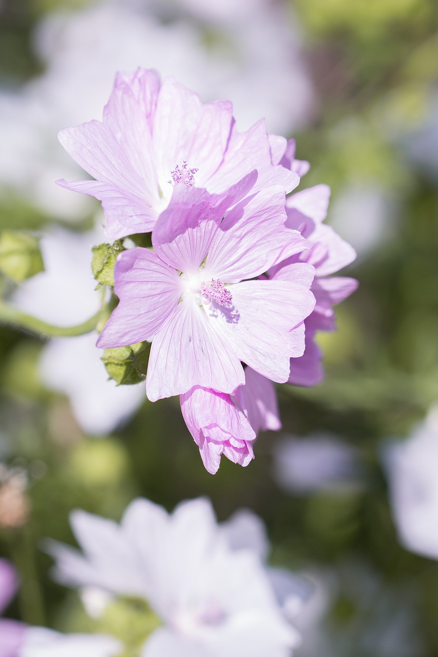 flower pink pink flower free photo