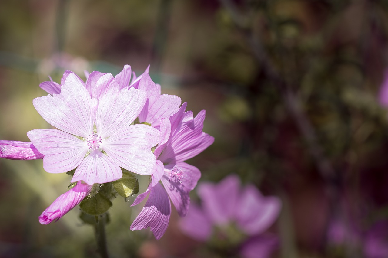 flower pink pink flower free photo