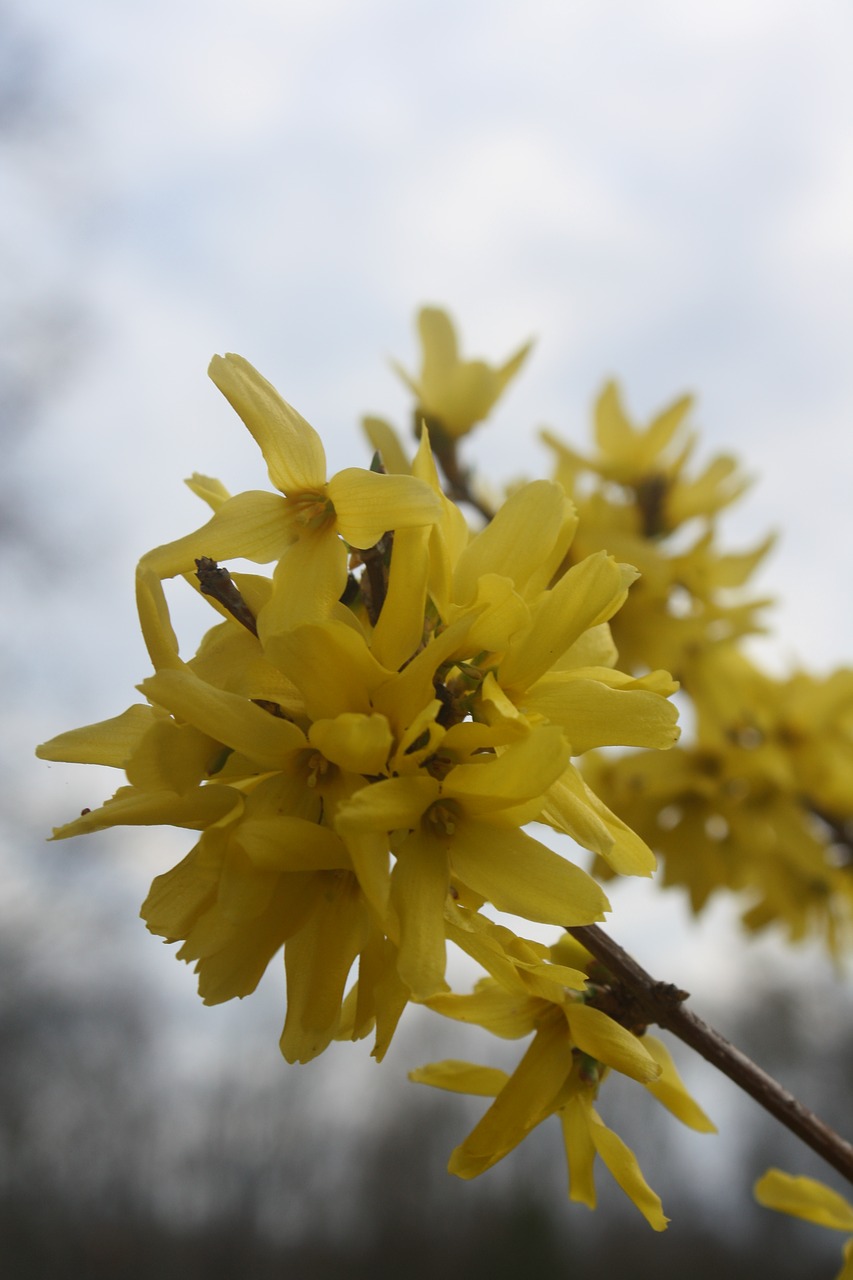 flower yellow forsythia free photo