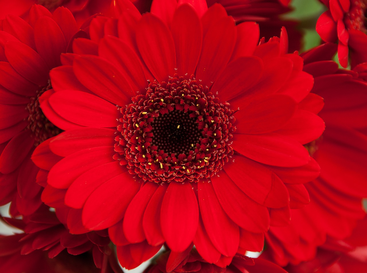 flower petals red free photo