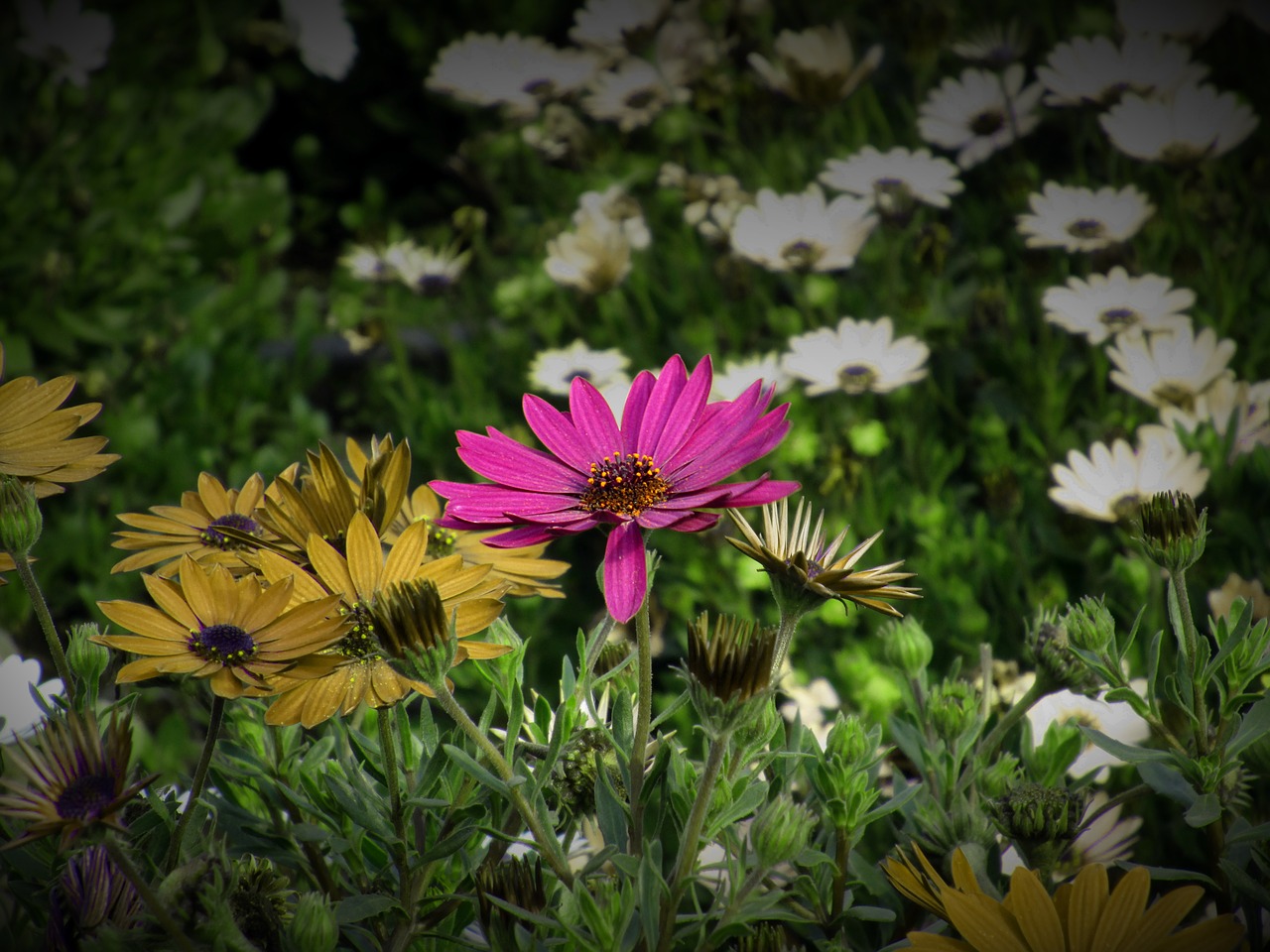 flower flowers rosa free photo