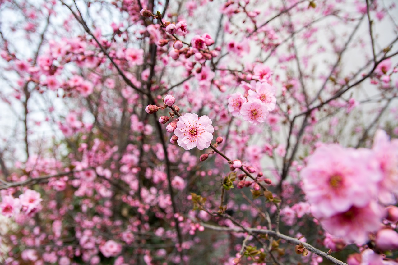 flower plum blossom red flowers free photo