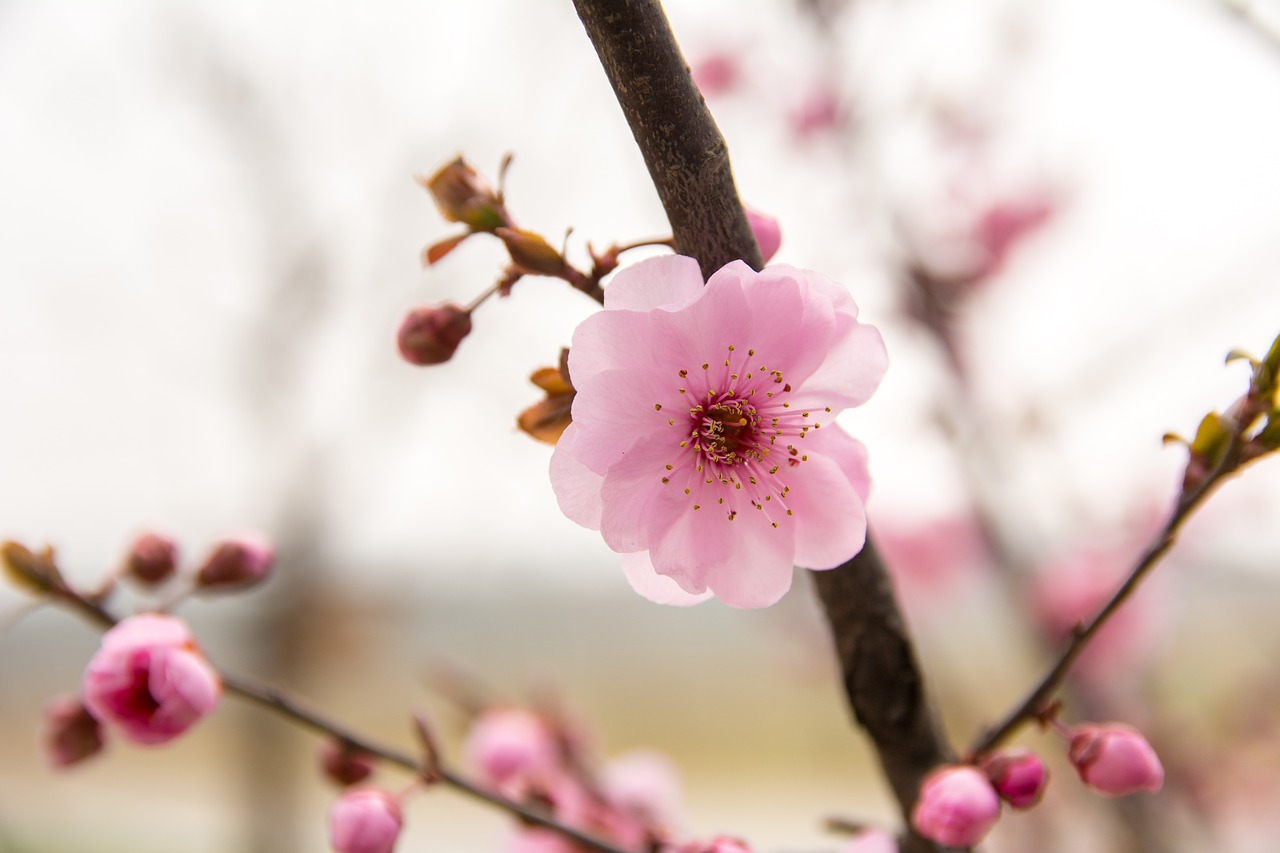 flower plum blossom red flowers free photo