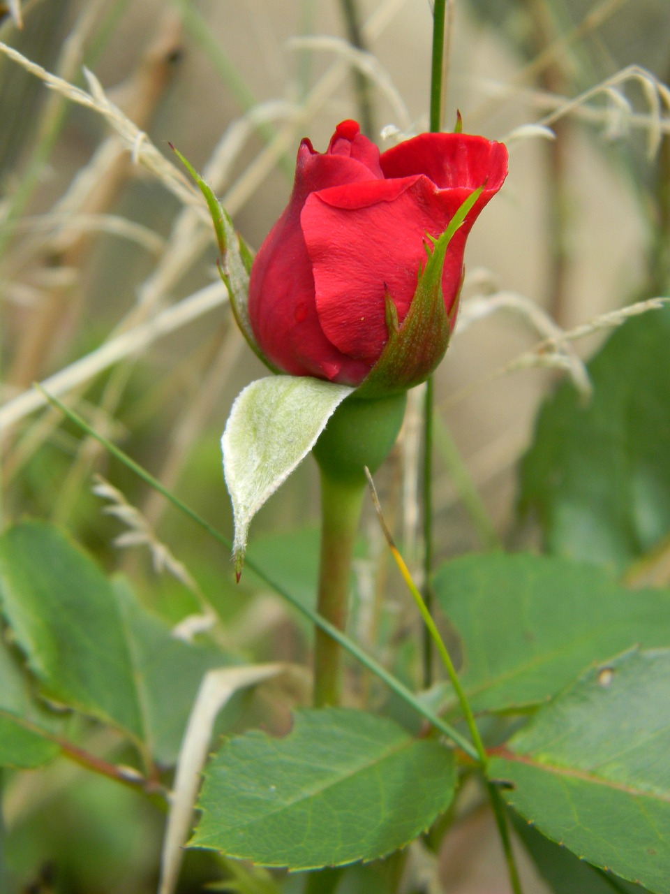 flower nature rose free photo