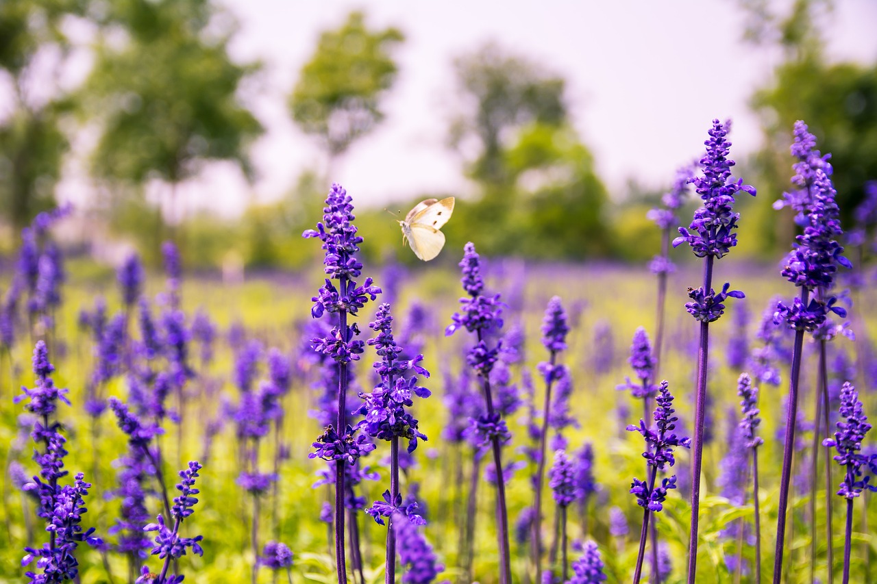 flower purple flowers sage free photo