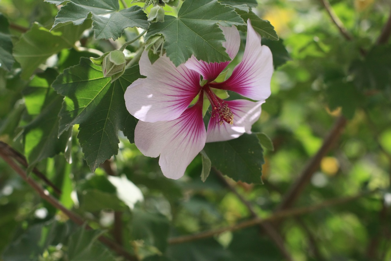 flower greens nature free photo