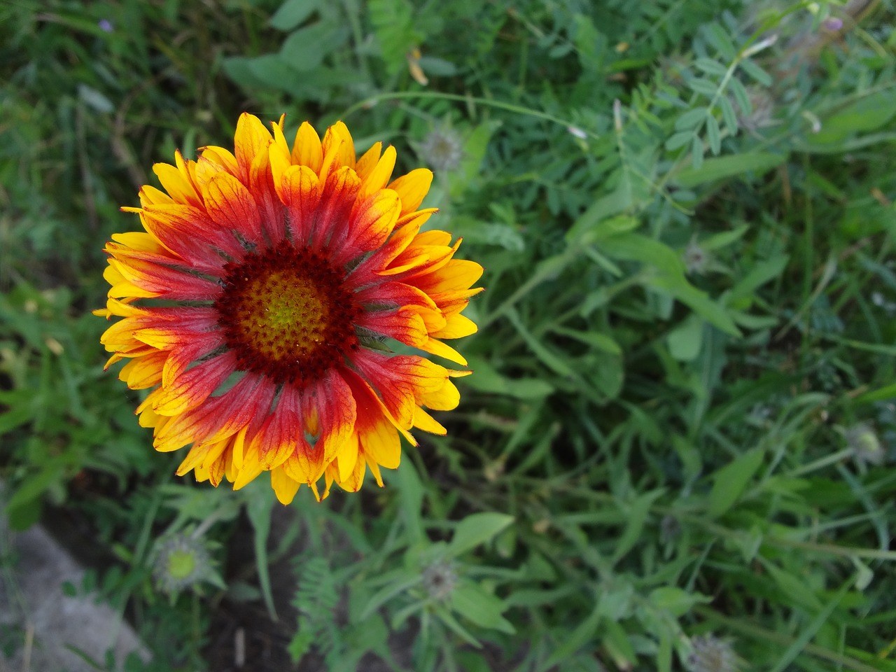 flower grass yellow free photo