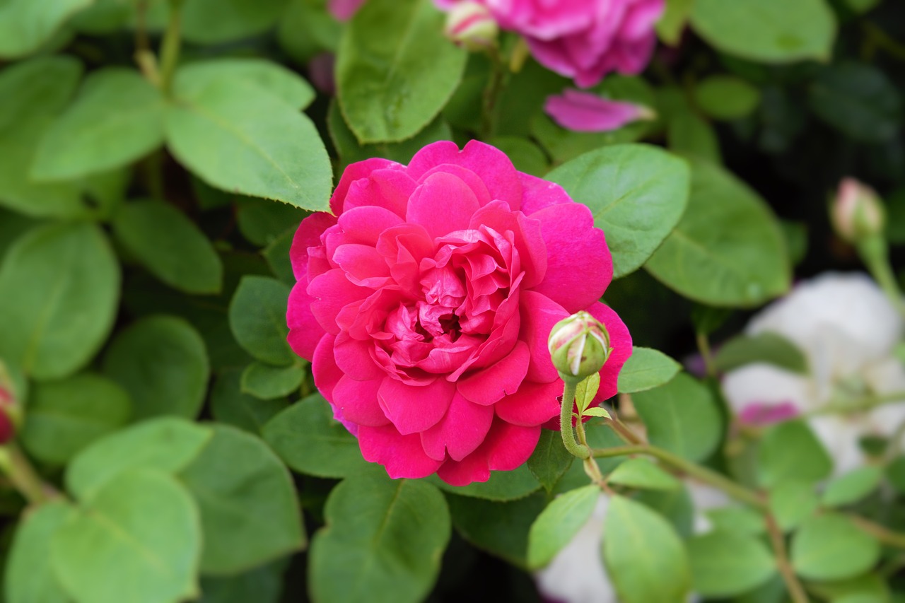 rose flower pink free photo