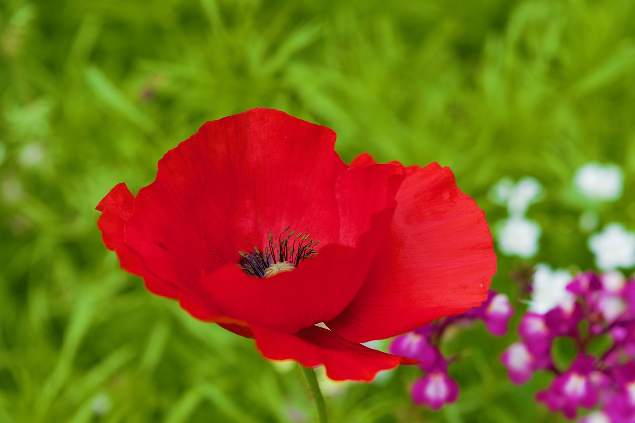 poppy flower red free photo