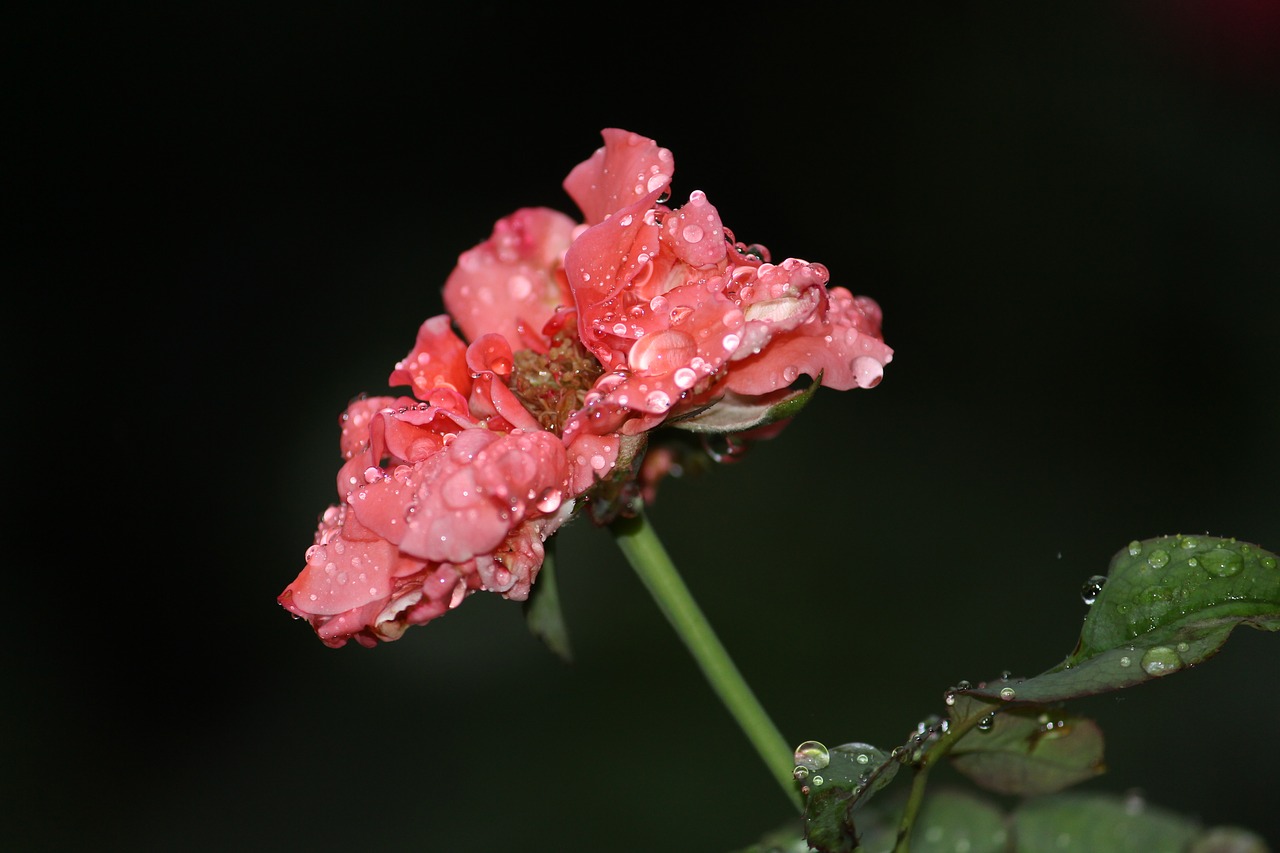 flower rose rain free photo