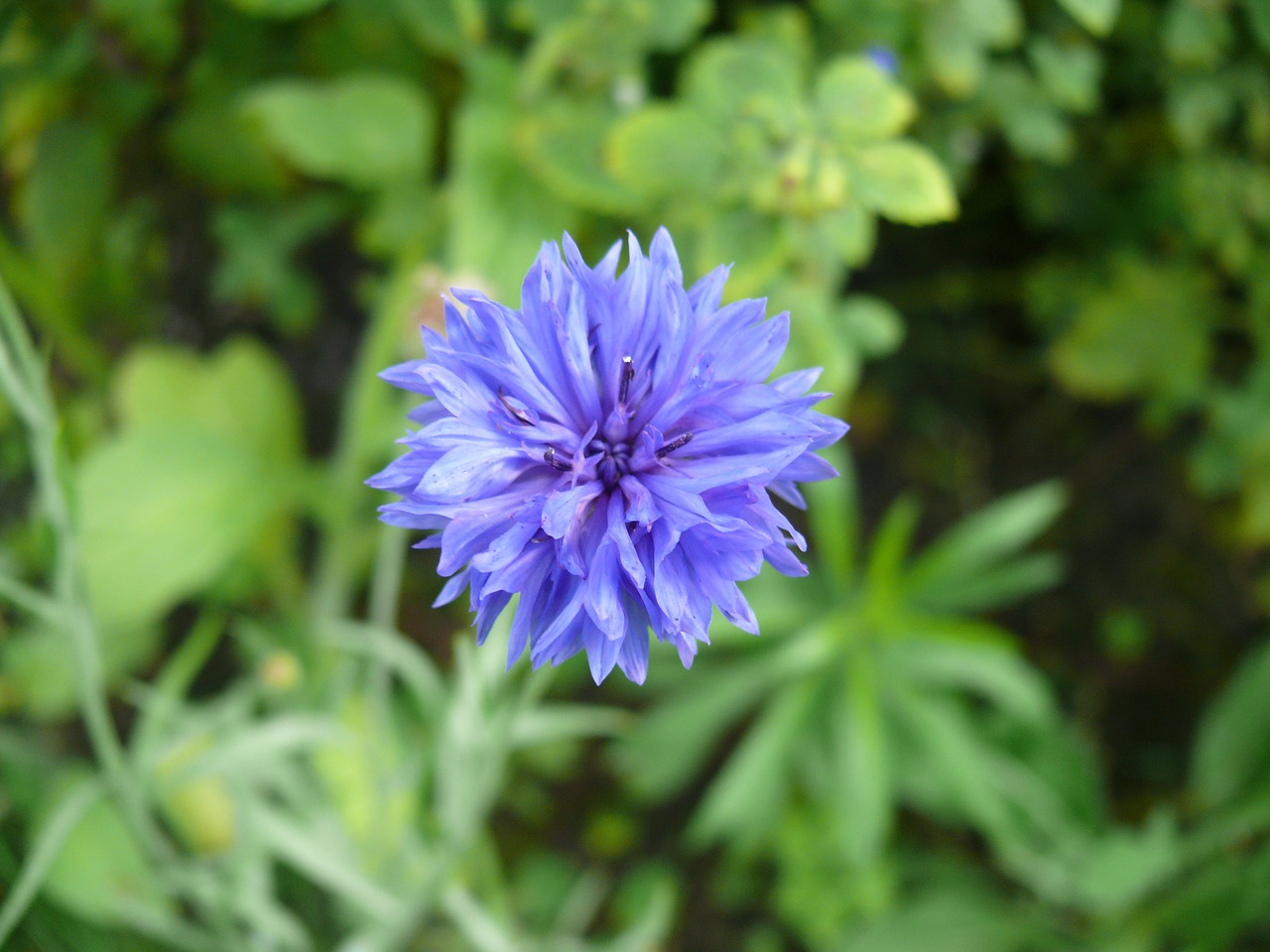 cornflower flower blue free photo