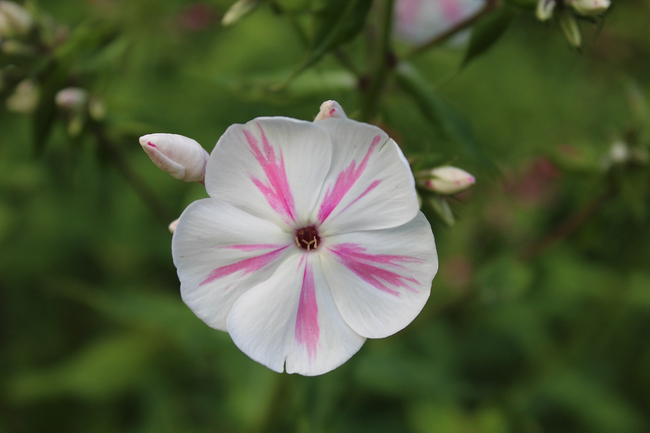 flower blossom bloom free photo