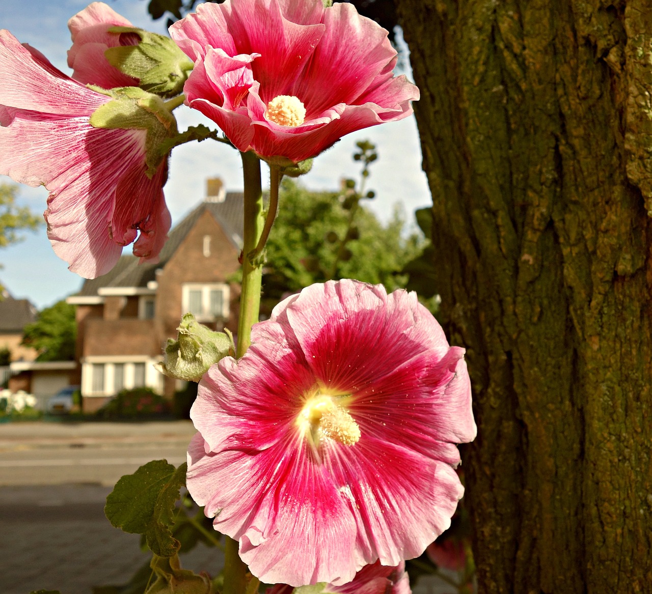 flower hollyhock common hollyhock free photo