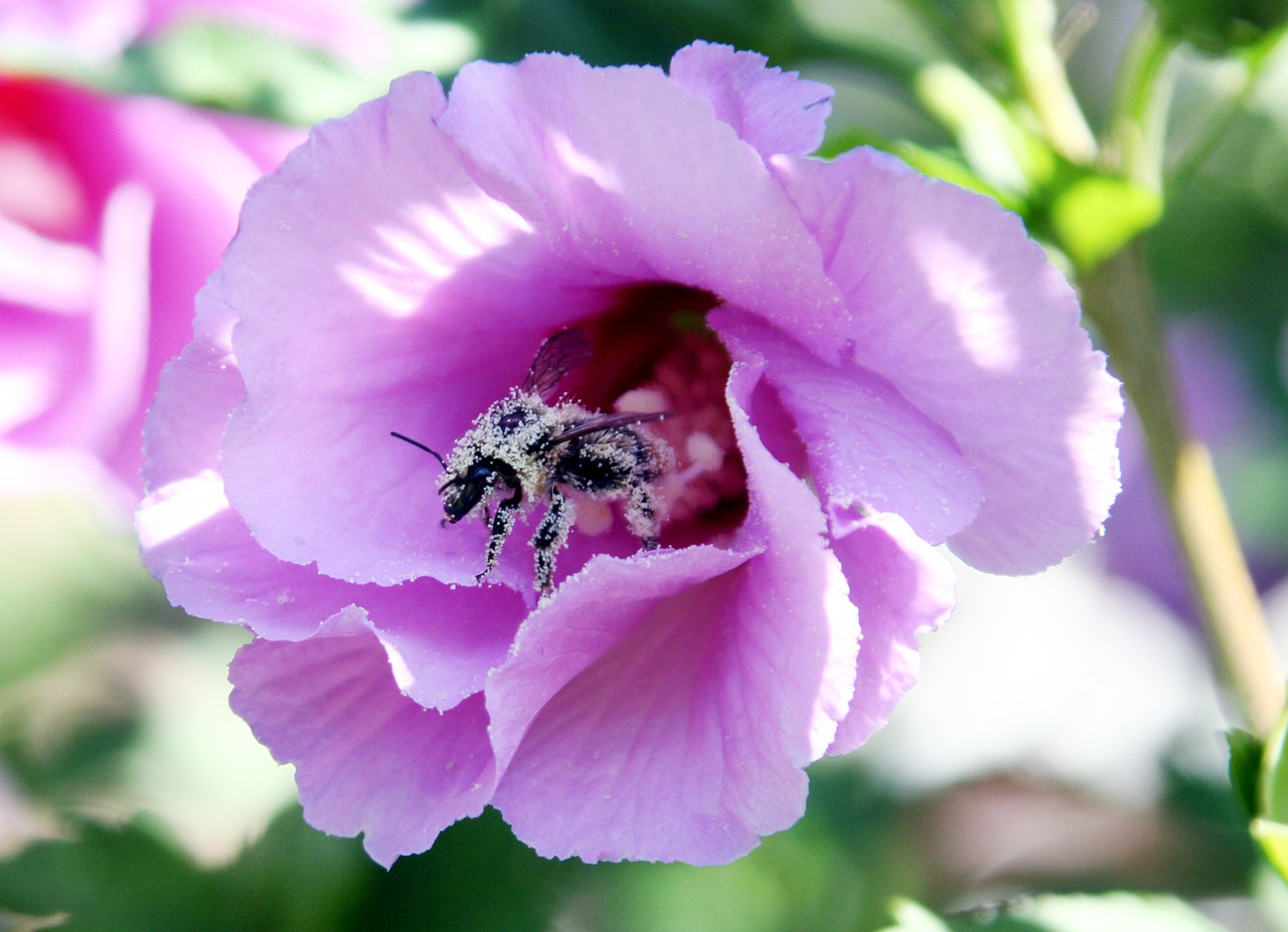 flower bee pollen free photo