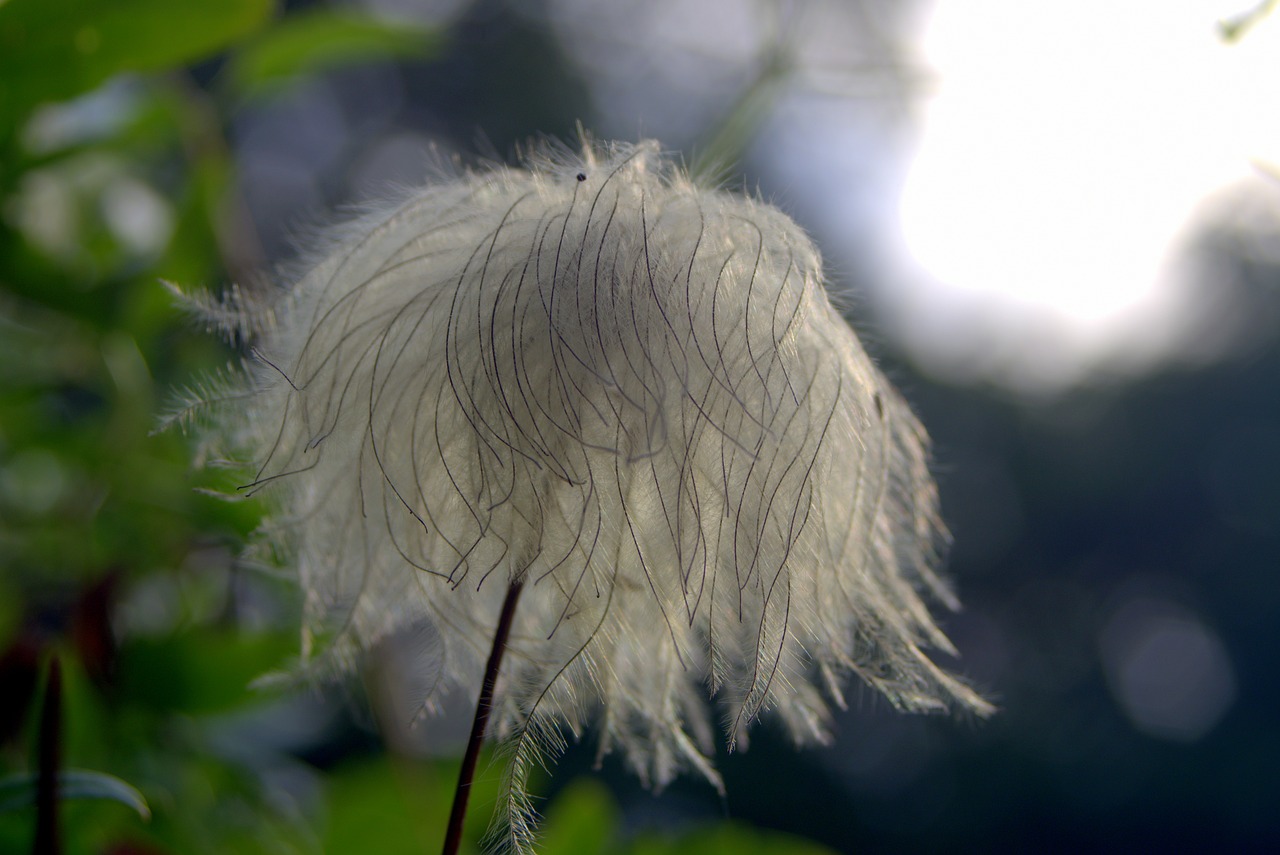 flower unusual exotic free photo