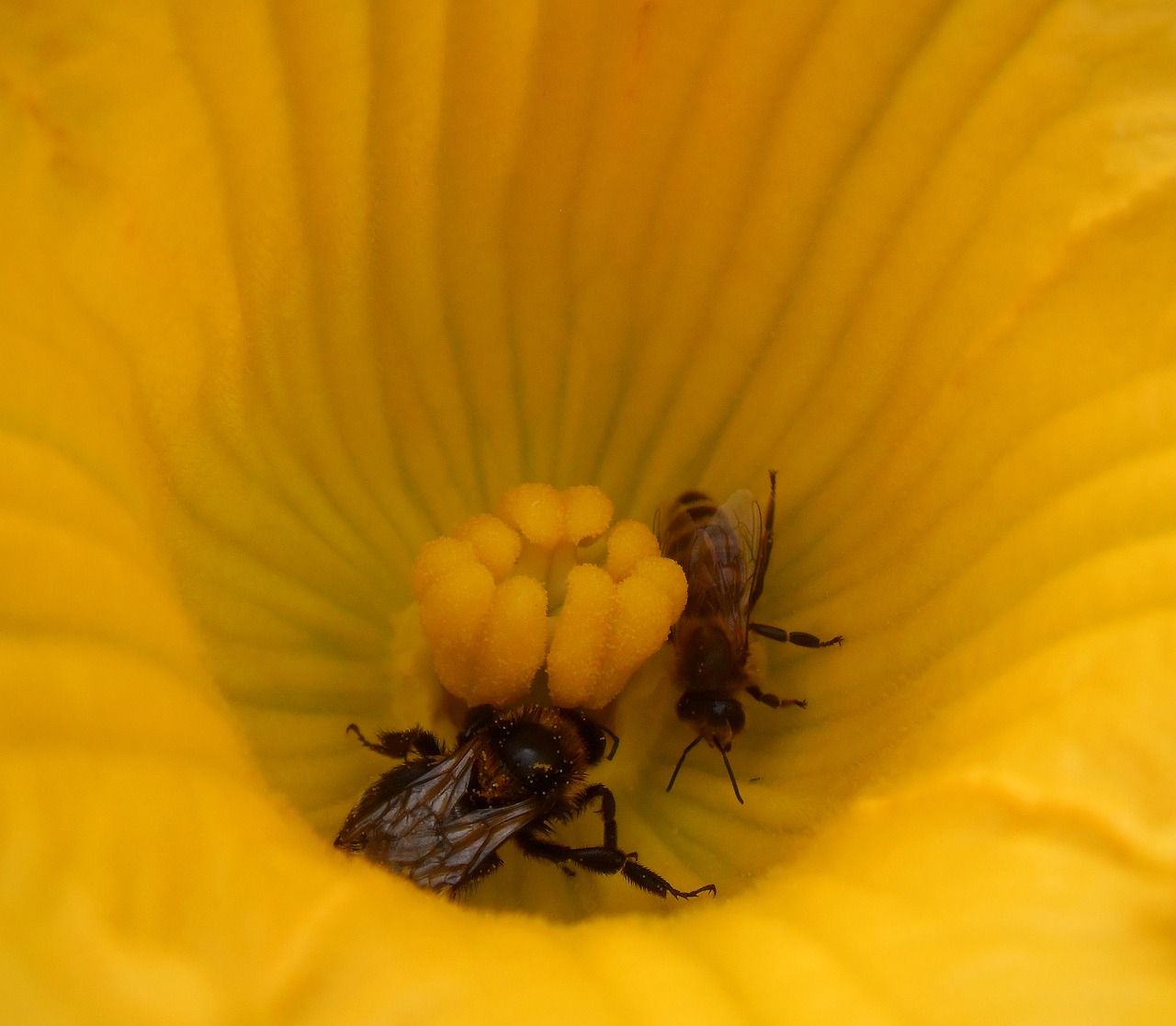 flower zucchini bees free photo