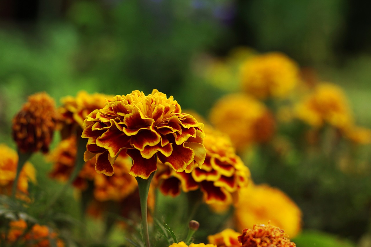 marigolds flower summer free photo
