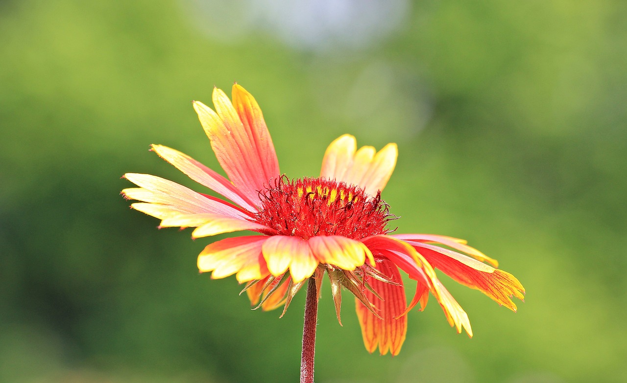 flower blossom bloom free photo