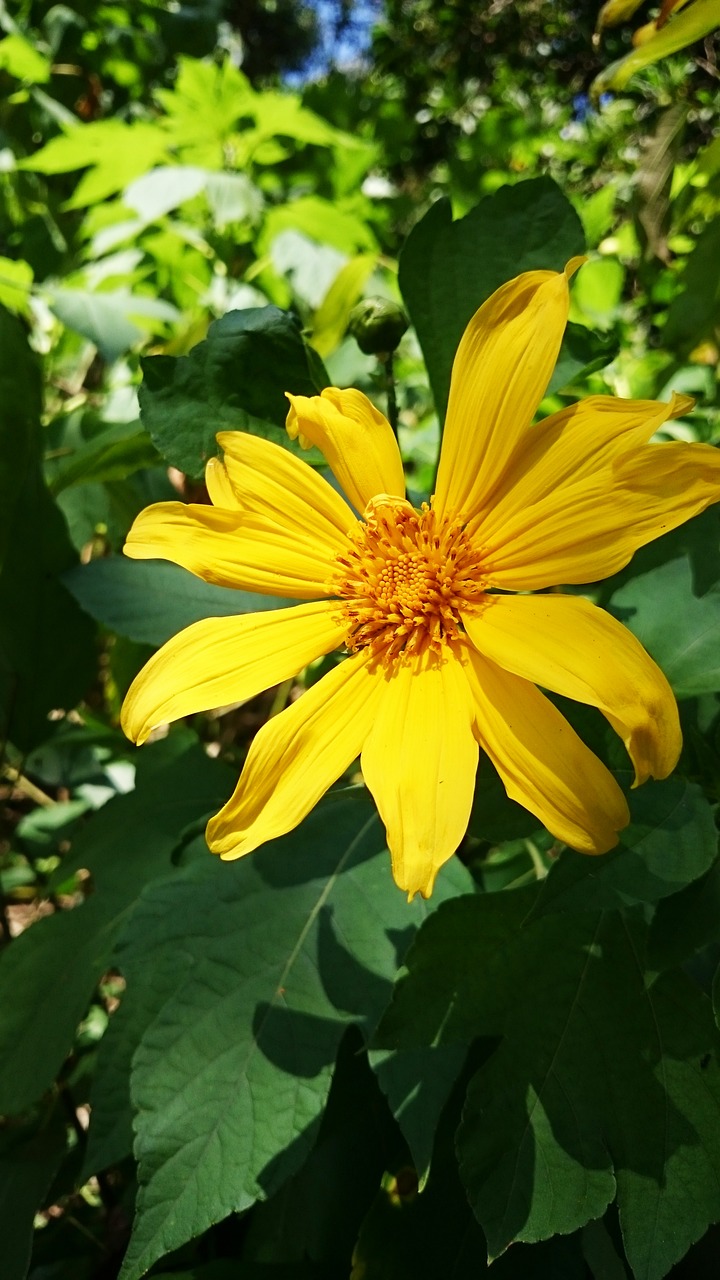 flower yellow flower nature free photo